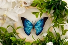 Набор для вышивания "Живая картина" "Бабочка. Морфо адонис" - фото 10298
