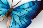 Набор для вышивания "Живая картина" "Бабочка. Морфо адонис" - фото 10300