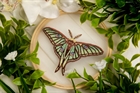 Набор для вышивания "Живая картина" "Бабочка. Изабелла" - фото 10308